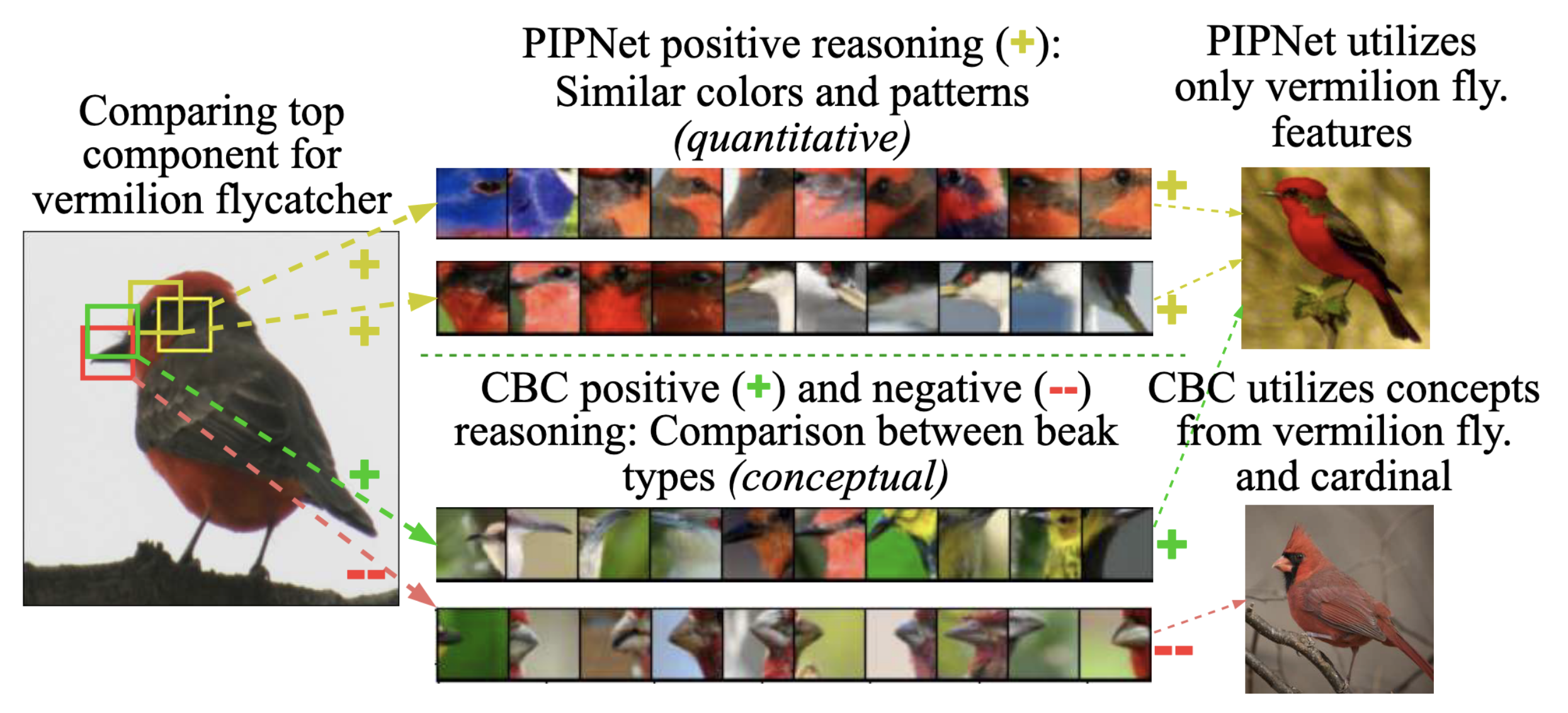 A CBC model learning concepts through positive and negative reasoning. To identify a &lsquo;Vermilion Flycatcher,&rsquo; the CBC model not only learns an abstract concept of a &lsquo;slender beak&rsquo; through positive reasoning but also confirms the absence of a &lsquo;stout, conical beak&rsquo; through negative reasoning, thereby distinguishing it from the similarly colored &lsquo;Northern Cardinal.&rsquo; Image source: (Saralajew et al., 2025)