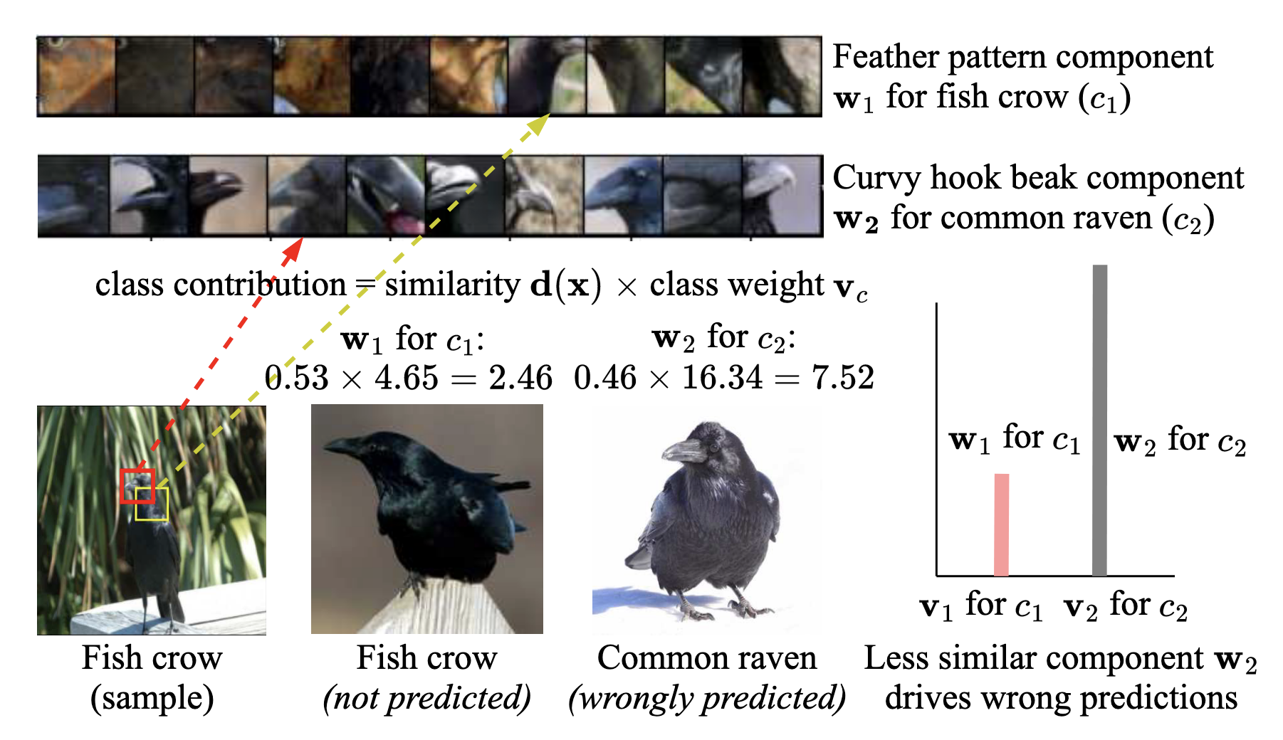 Unfaithful explanations caused by unconstrained weights. As shown, the PIPNet model incorrectly classifies the input &lsquo;Fish Crow&rsquo; as a &lsquo;Common Raven.&rsquo; Although the similarity score of the input image to the &lsquo;Fish Crow&rsquo; prototype is higher, the model assigns a disproportionately large weight to the &lsquo;Common Raven&rsquo; prototype, allowing weaker evidence to dominate the final decision. Image source: (Saralajew et al., 2025)